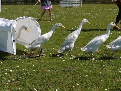 rounding up geese