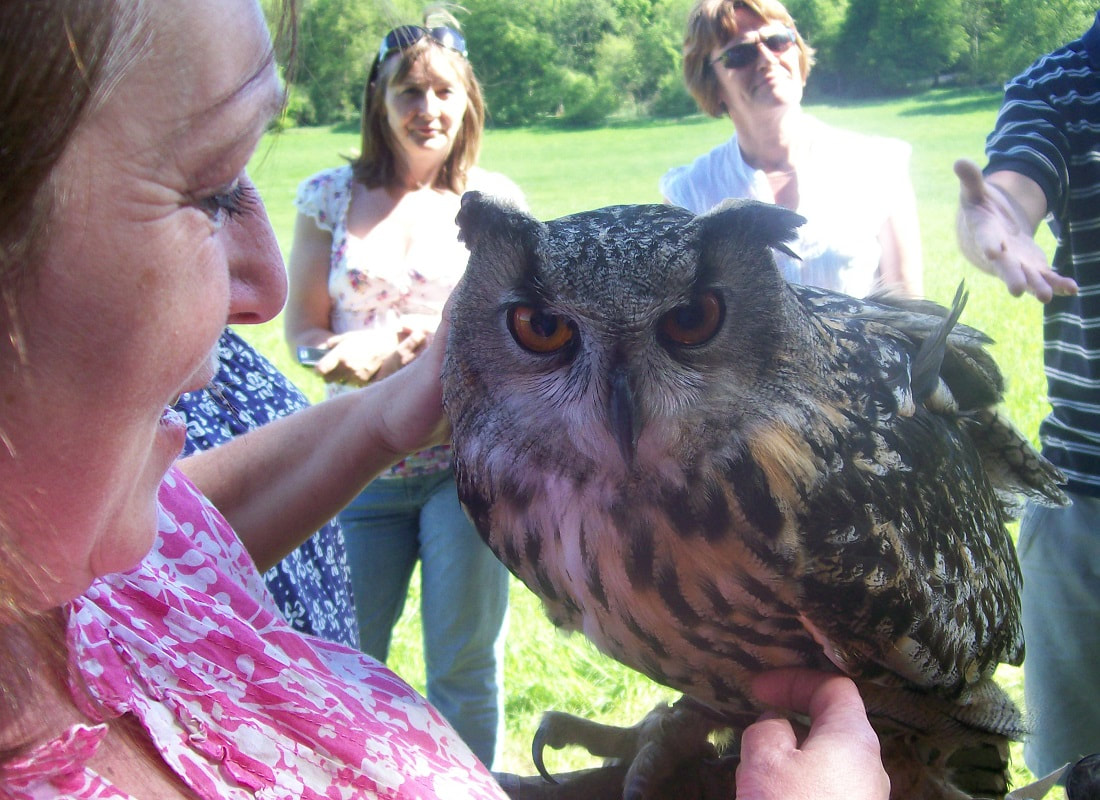 Falconry Displays and Birds of Prey